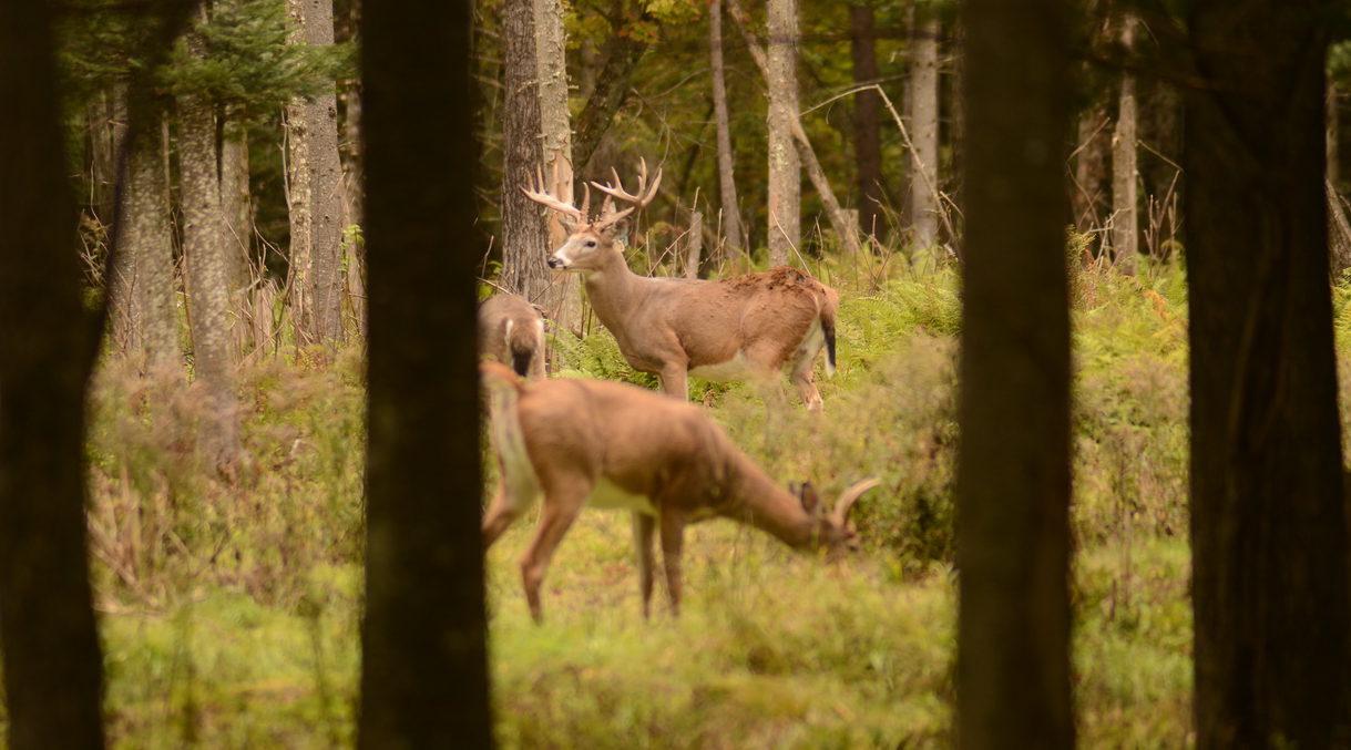 La Ferme Du Chasseur Chasse Hunting Deer Chevreuils Cerf Sanglier