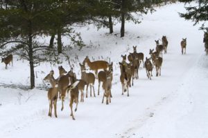 NOS GIBIERS La Ferme du chasseur Plusieurs gibiers sont