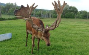 WAPITI La Ferme du chasseur Wapiti Le wapiti Cervus canadensis